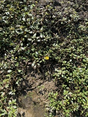 Ludwigia peploides glabrescens