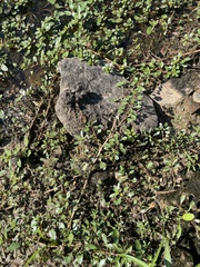 Ludwigia peploides glabrescens