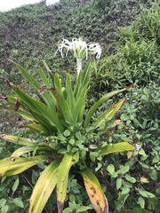 Crinum pedunculatum