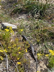 Egernia kingii