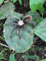 Brachypelma albiceps