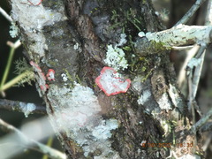 Herpothallon rubrocinctum