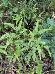 Dicranopteris