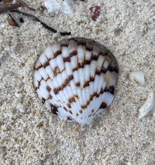 Tucetona pectunculus