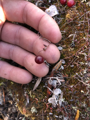 Vaccinium microcarpum