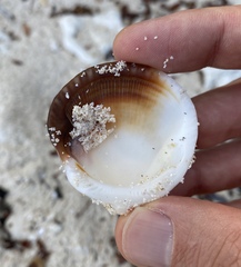 Tucetona pectunculus