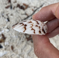 Tucetona pectunculus