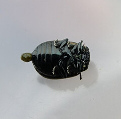 Chrysolina aurichalcea