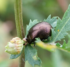Chrysolina aurichalcea