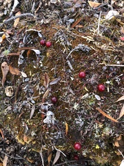 Vaccinium microcarpum