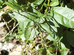 Petiveria alliacea
