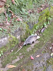 Didelphis pernigra