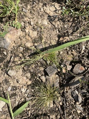 Fimbristylis vahlii