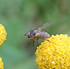 Tachininae