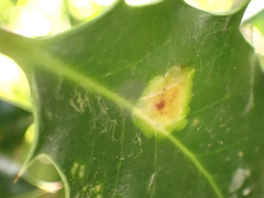 Phytomyza ilicis