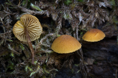 Flammulaster erinaceellus