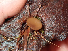 Ciboria rufofusca