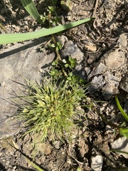 Fimbristylis vahlii
