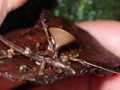 Ciboria rufofusca