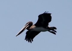 Pelecanus occidentalis
