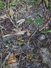 Lampropeltis elapsoides