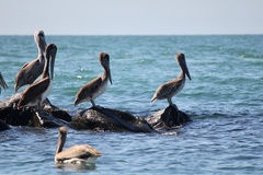 Pelecanus occidentalis