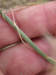 Froelichia arizonica