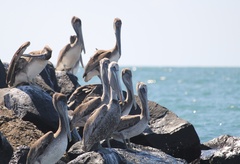 Pelecanus occidentalis