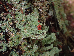 Cladonia bellidiflora