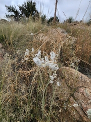 Froelichia arizonica