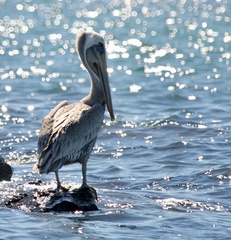 Pelecanus occidentalis