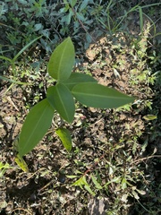 Sagittaria platyphylla