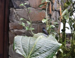 Boissonneaua jardini