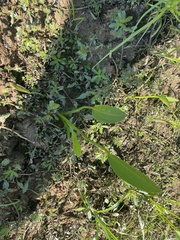 Sagittaria platyphylla
