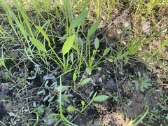 Sagittaria platyphylla