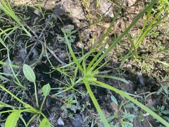 Sagittaria platyphylla
