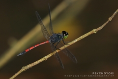 Agrionoptera insignis