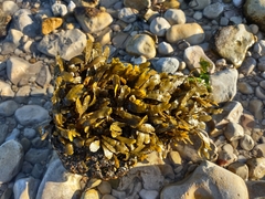Fucus spiralis