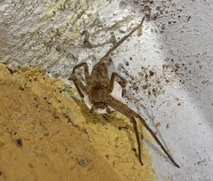 Heteropoda venatoria