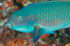 Chlorurus microrhinos