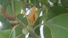 Magnolia champaca