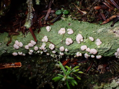 Icmadophila ericetorum