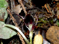 Corybas trilobus aggregate