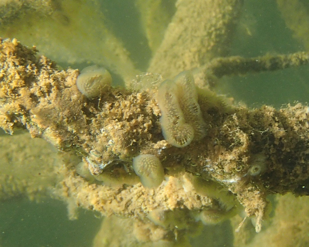 Cristatella mucedo Cuvier, 1798