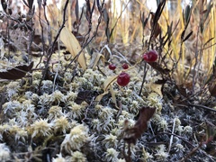 Maianthemum trifolium