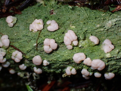 Icmadophila ericetorum