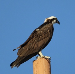 Pandion haliaetus