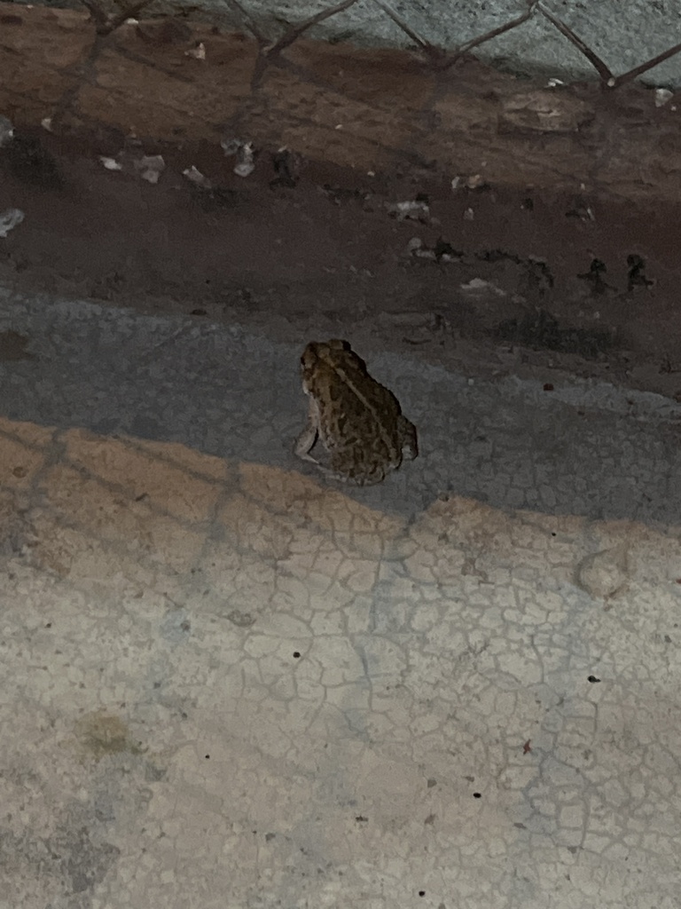 Sinaloa Toad From Alameda Mocorito Sin Mx On October At Pm By Ledif Inaturalist