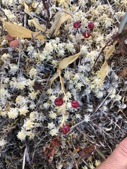 Maianthemum trifolium