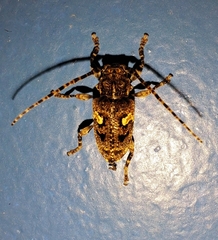 Aegomorphus circumflexus